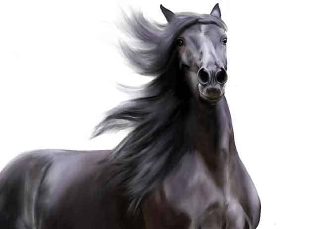 Black horse name ideas A-Z