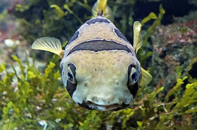 Bloat from Finding Nemo is a Pufferfish