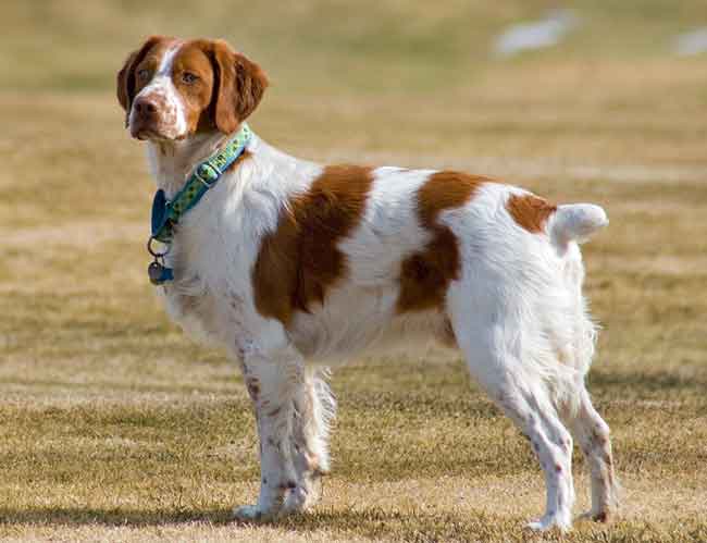 shaved brittany spaniel