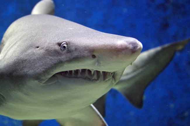 Bruce from Finding Nemo is a great white shark