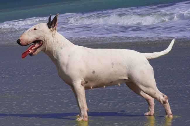 do bull terriers shed