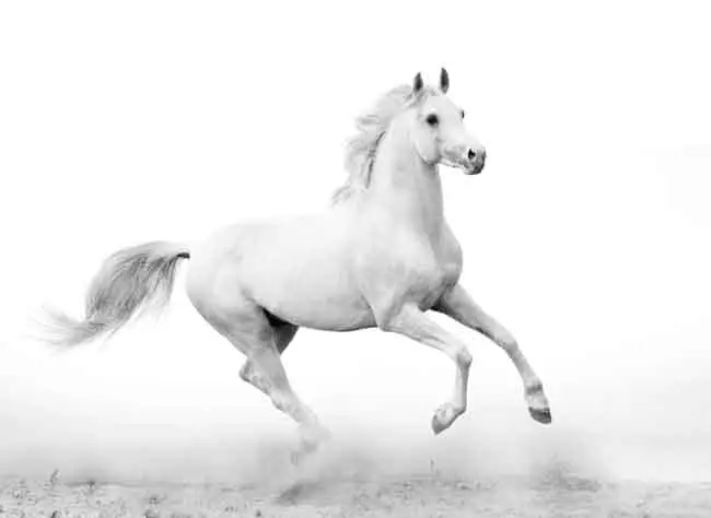 Camarillo: The white horse breed
