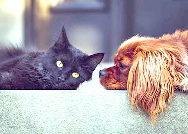 cats vs. dogs amount of shedding