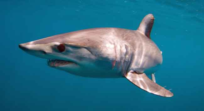 Chum from Finding Nemo is a Mako Shark