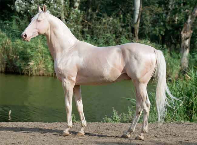 Cremello horse