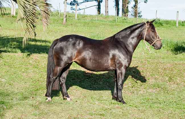 Criollo horse