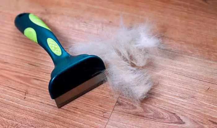 Dog hair removed with shed brush