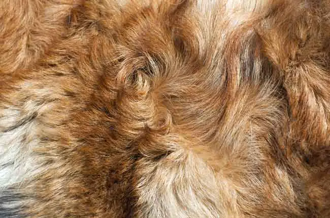 Dog with rough-haired fur