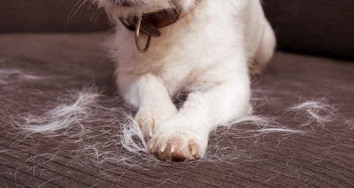 puppy fur shedding