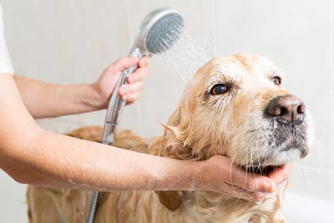 Get unwilling dog into the shower