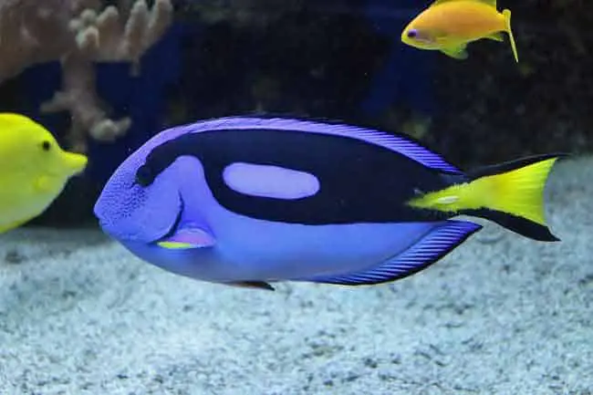 Dory from Finding Nemo is a surgeon fish