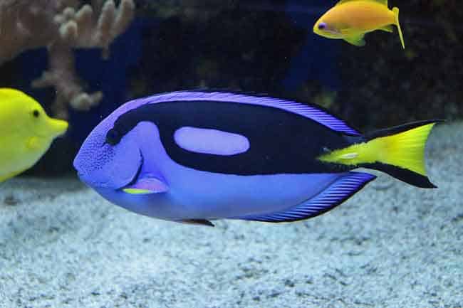 dory finding nemo fish type