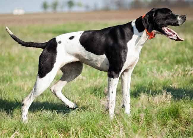 English pointer shedding info