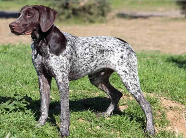 German pointer shedding information