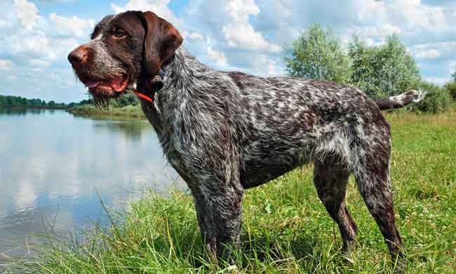 english pointer long hair