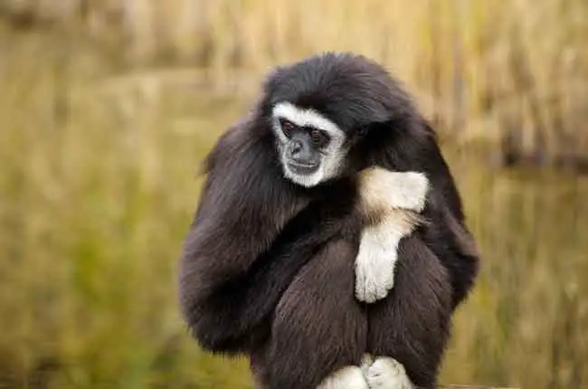 Gibbon monkeys are small monkeys
