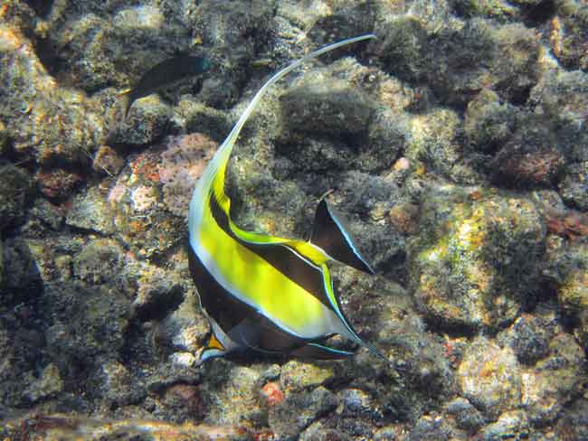 Gill from Finding Nemo is a Moorish Idol fish