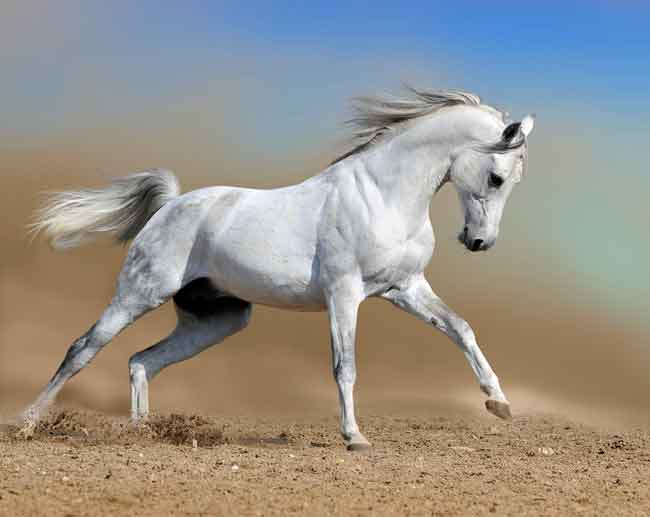 Grey horse that has turned white