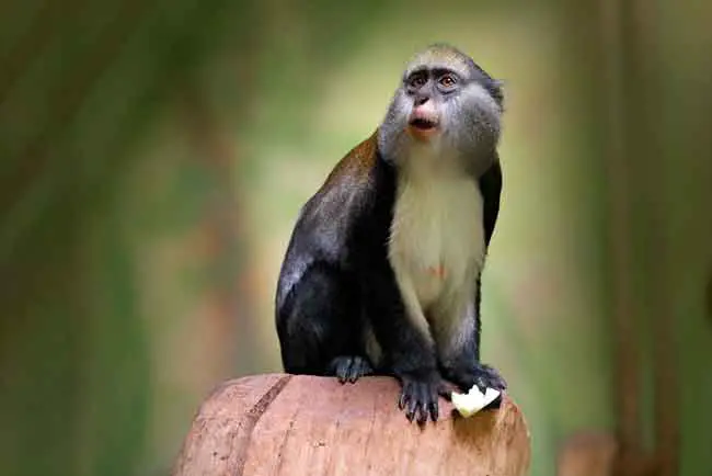 Guenon Monkeys