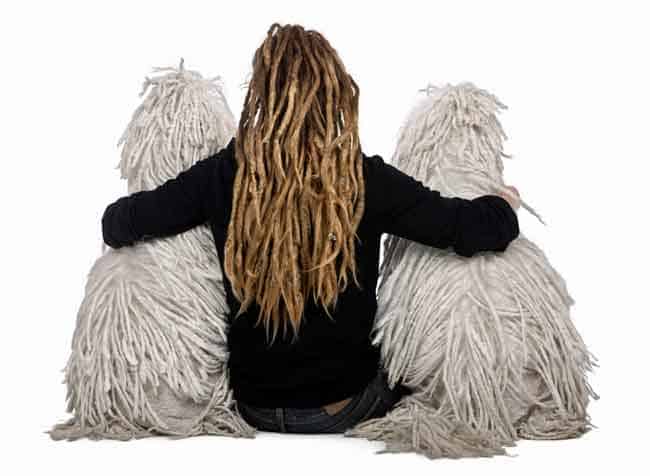 Cording dread locks in a Havanese dog breed