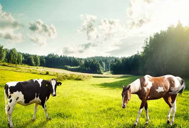 Horse and Cow in field together getting along