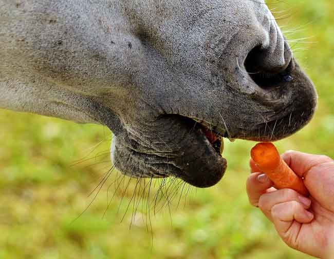 A horse eating a carrot from a hand