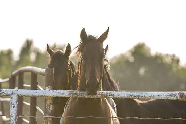 Horse leaning toward a fence