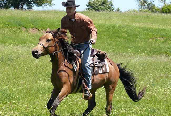 Horse will not stop when asked