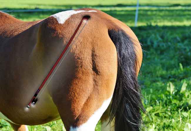 Horse tails made into violin bows