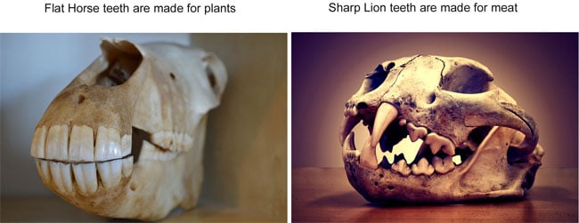 Horse teeth are made for eating plants