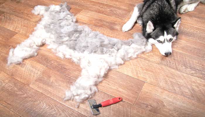 9 Common Reasons Dogs Shed Extensively 