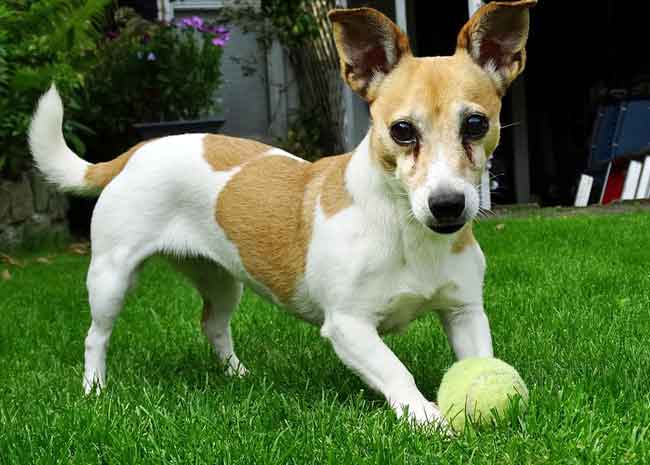 long haired jack russell shedding