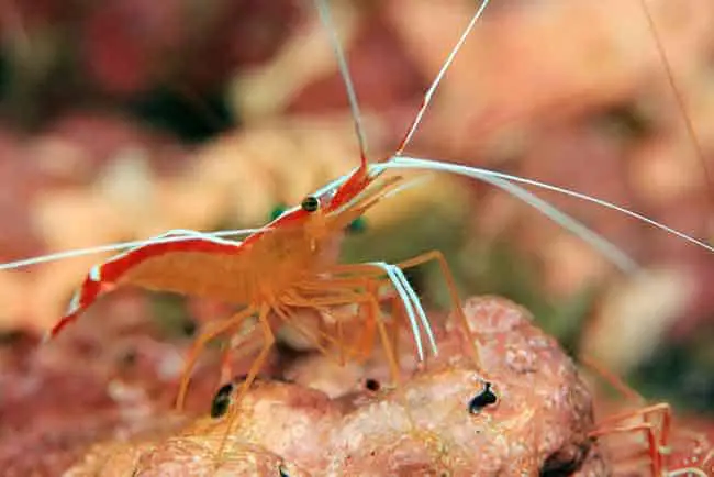 jacques from Finding Nemo is a pacific cleaner shrimp