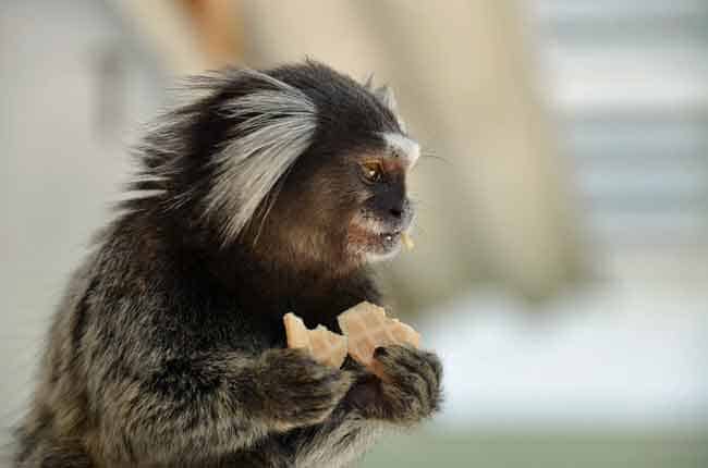 marmoset