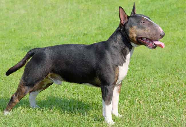 miniature bull terrier