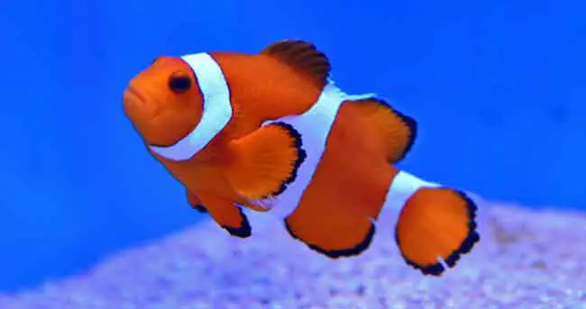 Nemo & Marlin from Finding Nemo are clownfish