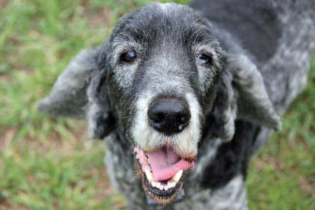 Old dog shedding extensively