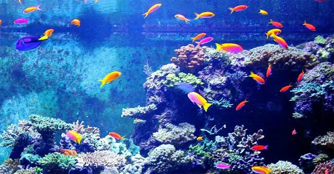 Overstocked aquarium with too many fish
