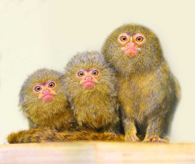 Pygmy Marmoset monkeys