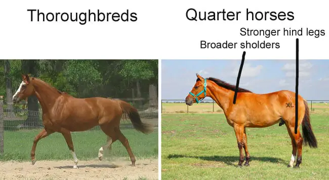 Quarter horses vs. Thoroughbreds