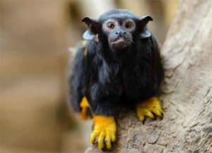 13 Small Monkey Breeds With Big Cute Eyes (some Can Be Pets 