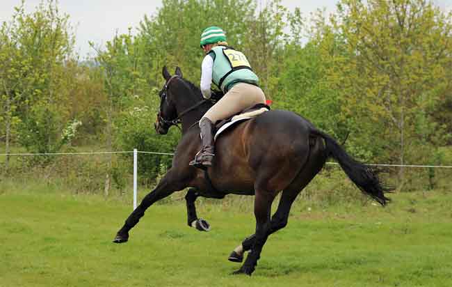 Stopping a horse from gallop speed