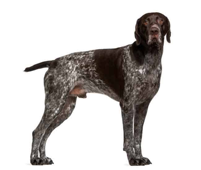 english pointer shedding