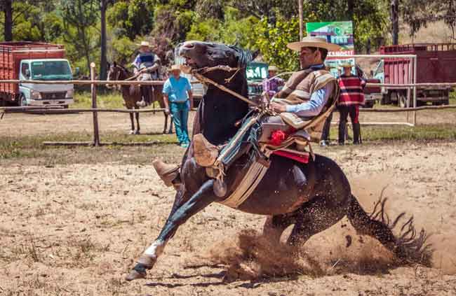 Teaching the horse to do a sliding stop