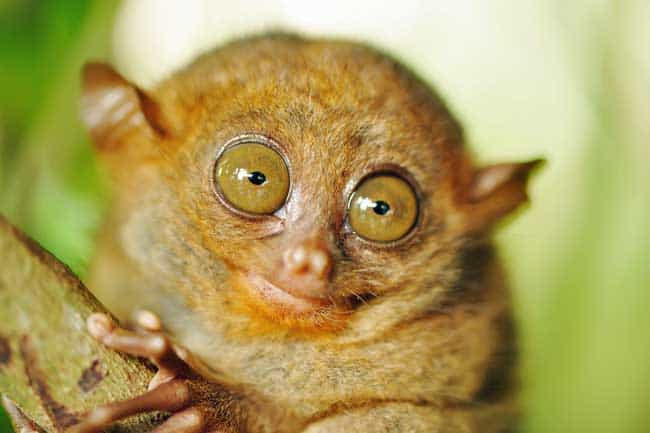 Tarsiers (small monkeys)