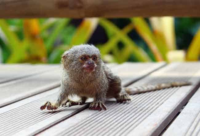 Tiny Monkey pet