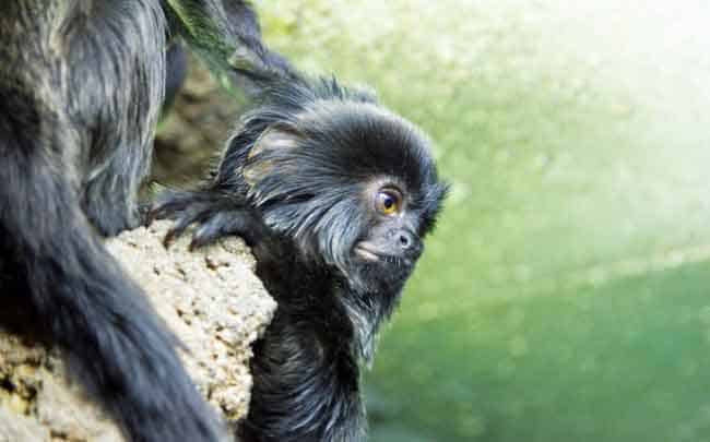 Titi monkeys