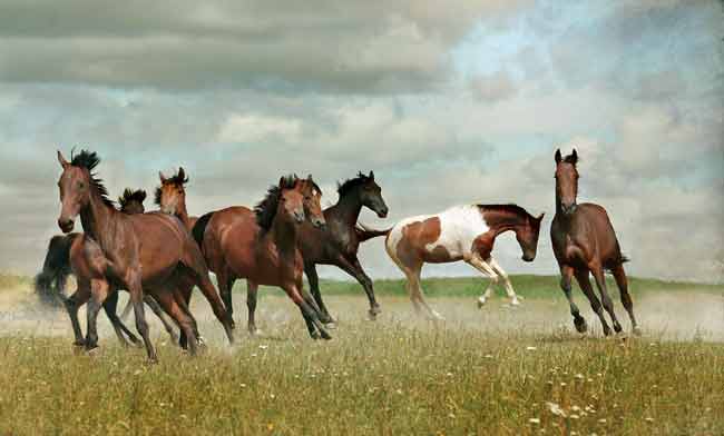 Wild mustangs in a flock