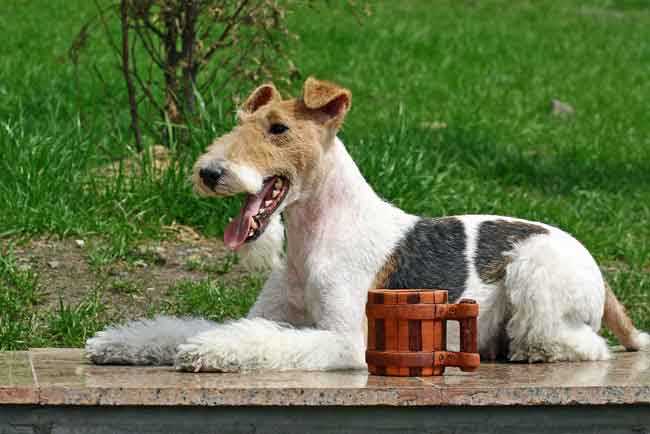 Wire Fox Terrier