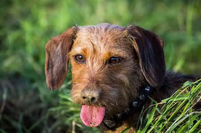 Wirehaired dogs shedding information
